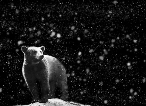 Bear In The Winter