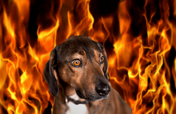 Burning Dog